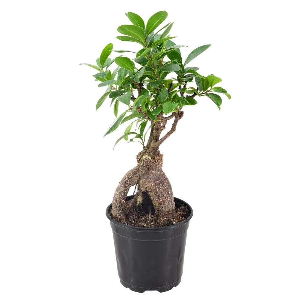 Arcadia Garden Products 4 in. Ginseng Ficus Bonsai Black Plastic Grower Pot 4 Arcadia Garden Products 4 in. Ginseng Ficus Bonsai Black Plastic Grower Pot - Image 2