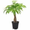 Arcadia Garden Products 4 in. Money Tree Plant Black Plastic Grower Pot 1 Arcadia Garden Products 4 in. Money Tree Plant Black Plastic Grower Pot -Achla Designs Shop arcadia garden products indoor plants lv63 64 1000
