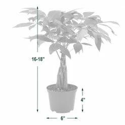 Arcadia Garden Products 6 in. Money Tree Plant Black Plastic Grower Pot 9 Arcadia Garden Products 6 in. Money Tree Plant Black Plastic Grower Pot -Achla Designs Shop arcadia garden products indoor plants lv64 1f 1000