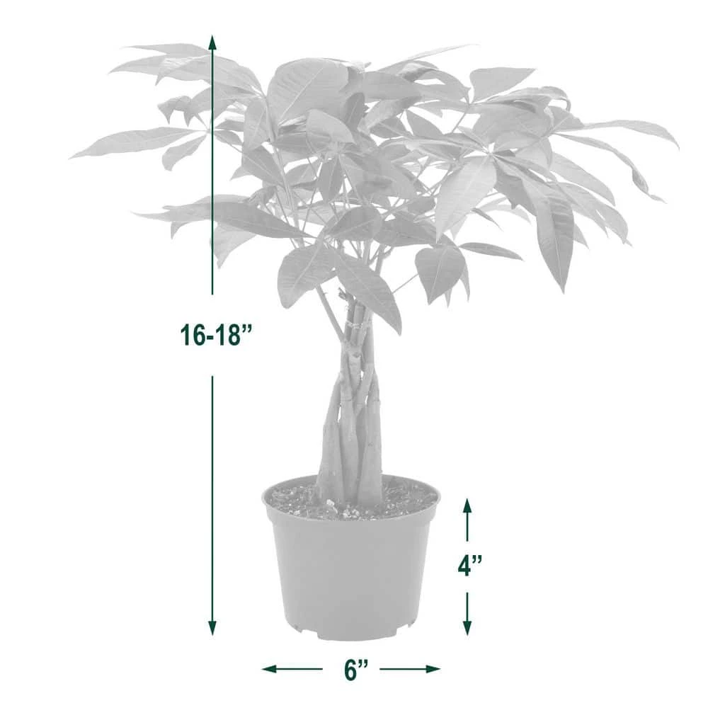 Arcadia Garden Products 6 in. Money Tree Plant Black Plastic Grower Pot 6 Arcadia Garden Products 6 in. Money Tree Plant Black Plastic Grower Pot - Image 4