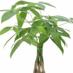 Arcadia Garden Products 6 in. Money Tree Plant Black Plastic Grower Pot 8 Arcadia Garden Products 6 in. Money Tree Plant Black Plastic Grower Pot -Achla Designs Shop arcadia garden products indoor plants lv64 4f 1000