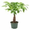 Arcadia Garden Products 6 in. Money Tree Plant Black Plastic Grower Pot -Achla Designs Shop arcadia garden products indoor plants lv64 64 1000