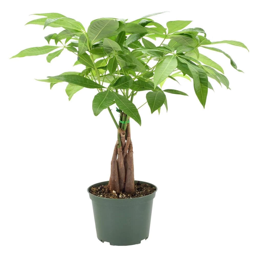 Arcadia Garden Products 6 in. Money Tree Plant Black Plastic Grower Pot 3 Arcadia Garden Products 6 in. Money Tree Plant Black Plastic Grower Pot