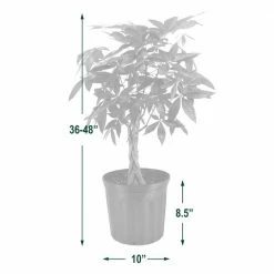 Arcadia Garden Products 10 in. Money Tree Plant Black Plastic Grower Pot -Achla Designs Shop arcadia garden products indoor plants lv65 1f 1000