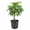 Arcadia Garden Products 10 in. Money Tree Plant Black Plastic Grower Pot 1 Arcadia Garden Products 10 in. Money Tree Plant Black Plastic Grower Pot -Achla Designs Shop arcadia garden products indoor plants lv65 64 1000