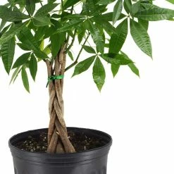 Arcadia Garden Products 10 in. Money Tree Plant Black Plastic Grower Pot -Achla Designs Shop arcadia garden products indoor plants lv65 c3 1000
