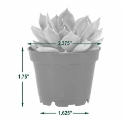 Arcadia Garden Products 2 in. Mini Succulents in Black Grower Pot (28-Pack) -Achla Designs Shop arcadia garden products succulents lv67 44 1000