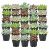 Arcadia Garden Products 2 in. Mini Succulents in Black Grower Pot (28-Pack) 1 Arcadia Garden Products 2 in. Mini Succulents in Black Grower Pot (28-Pack) -Achla Designs Shop arcadia garden products succulents lv67 64 1000