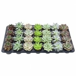 Arcadia Garden Products 2 in. Mini Succulents in Black Grower Pot (28-Pack) -Achla Designs Shop arcadia garden products succulents lv67 c3 1000