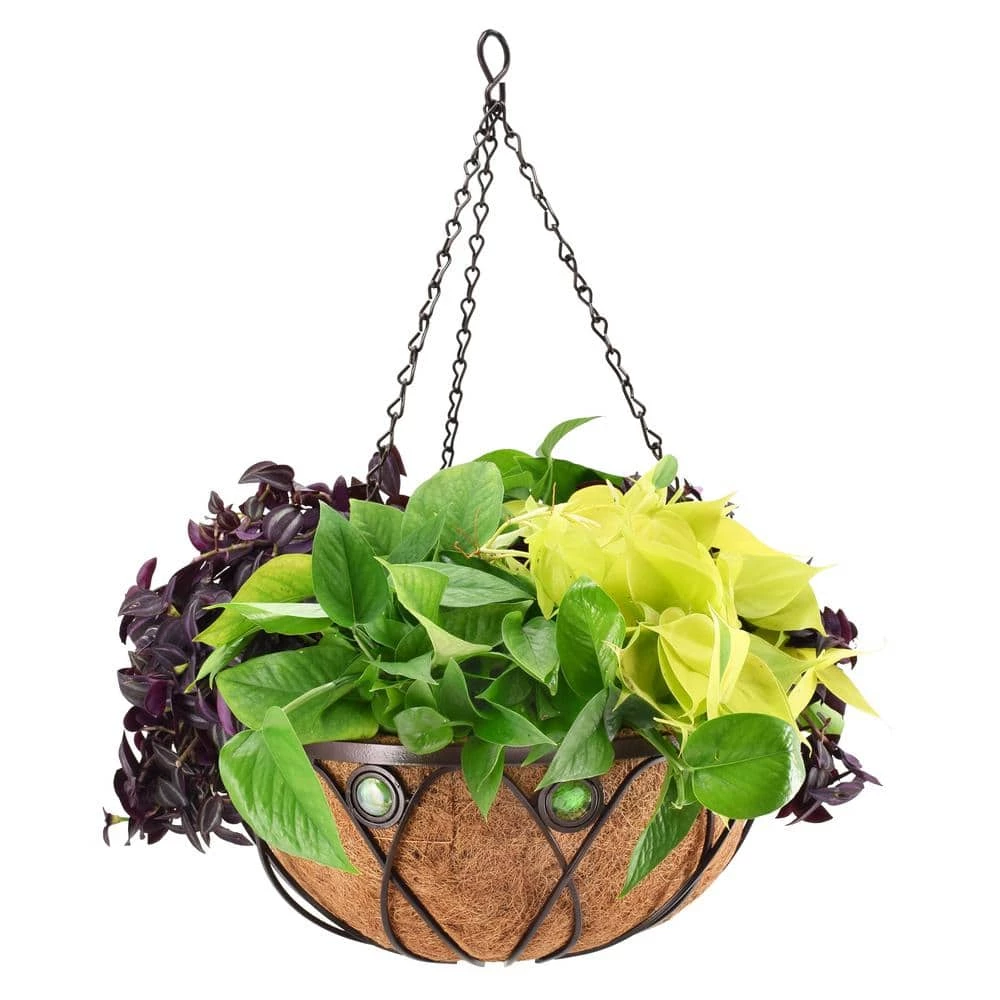 Arcadia Garden Products Emerald 16 in. Black Metal Coconut Hanging Basket 4 Arcadia Garden Products Emerald 16 in. Black Metal Coconut Hanging Basket - Image 2