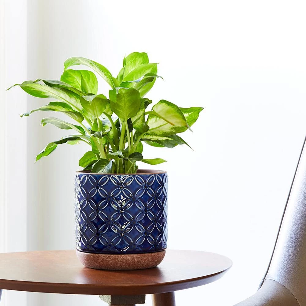 Southern Patio Griffy 8.07 in. x 8.27 in. Blue Ceramic Indoor Pot 12 Southern Patio Griffy 8.07 in. x 8.27 in. Blue Ceramic Indoor Pot - Image 10