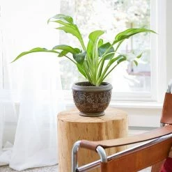 Southern Patio Gracie 8 in. x 6.1 in. Brown Ceramic Indoor Pot (2-Pack) -Achla Designs Shop brown southern patio plant pots crm 047063p2 e1 1000