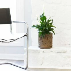 Southern Patio Roman 12 in. x 12 in. Brown Ceramic Indoor Pot -Achla Designs Shop brown southern patio plant pots crm 081548 4f 1000