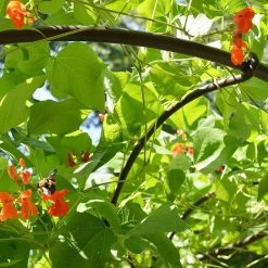 Achla Designs Elegant Garden Mushroom Trellis, 72 in. Tall Roman Bronze Powder Coat Finish 10 Achla Designs Elegant Garden Mushroom Trellis, 72 in. Tall Roman Bronze Powder Coat Finish -Achla Designs Shop browns tans achla designs garden trellises pyl 09 4f 1000