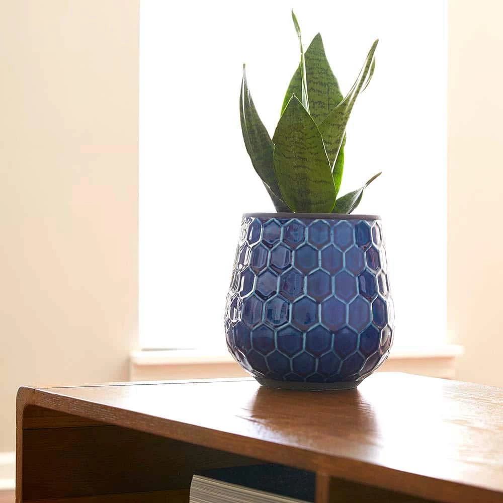 Southern Patio Honeycomb 8 in. Dia Cobalt Blue Ceramic Indoor Pot (2-Pack) 10 Southern Patio Honeycomb 8 in. Dia Cobalt Blue Ceramic Indoor Pot (2-Pack) - Image 8