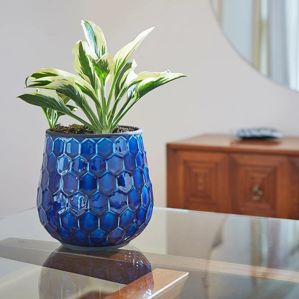 Southern Patio Honeycomb 8 in. Dia Cobalt Blue Ceramic Indoor Pot (2-Pack) 4 Southern Patio Honeycomb 8 in. Dia Cobalt Blue Ceramic Indoor Pot (2-Pack) - Image 2