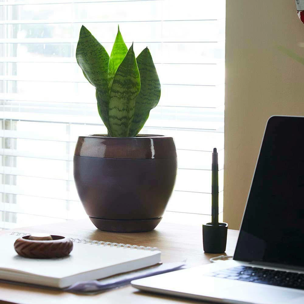 Southern Patio Kendall 7.87 in. x 7.09 in. Copper Ceramic Indoor Egg Planter (2-Pack) 12 Southern Patio Kendall 7.87 in. x 7.09 in. Copper Ceramic Indoor Egg Planter (2-Pack) - Image 10