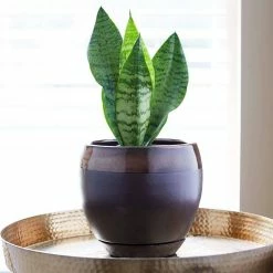 Southern Patio Kendall 7.87 in. x 7.09 in. Copper Ceramic Indoor Egg Planter (2-Pack) 19 Southern Patio Kendall 7.87 in. x 7.09 in. Copper Ceramic Indoor Egg Planter (2-Pack) -Achla Designs Shop copper southern patio plant pots crm 031123p2 a0 1000