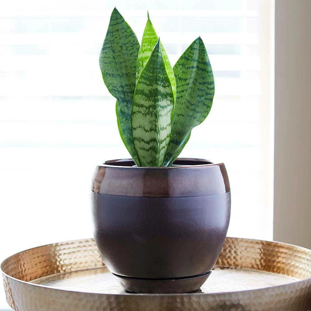 Southern Patio Kendall 7.87 in. x 7.09 in. Copper Ceramic Indoor Egg Planter (2-Pack) 6 Southern Patio Kendall 7.87 in. x 7.09 in. Copper Ceramic Indoor Egg Planter (2-Pack) - Image 4