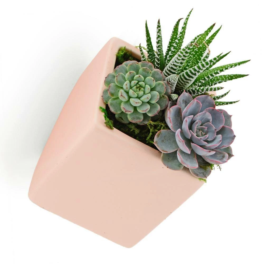 Arcadia Garden Products Cube 3-1/2 in. x 4 in. Coral Ceramic Wall Planter 10 Arcadia Garden Products Cube 3-1/2 in. x 4 in. Coral Ceramic Wall Planter - Image 8
