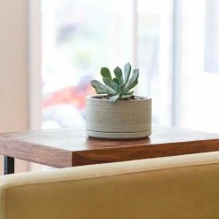 Southern Patio Liesl 5.9 in. x 3.5 in. Beige Ceramic Indoor Succulent Planter -Achla Designs Shop cream southern patio plant pots crm 057789 31 1000