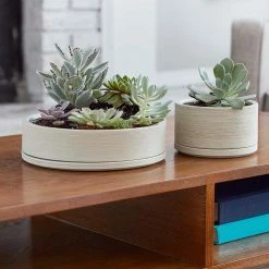 Southern Patio Liesl 5.9 in. x 3.5 in. Beige Ceramic Indoor Succulent Planter -Achla Designs Shop cream southern patio plant pots crm 057789 fa 1000