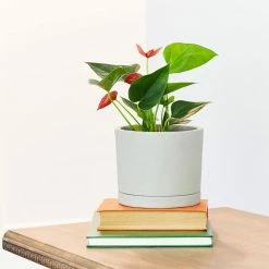 Southern Patio Italio 6.3 in. x 5.2 in. Gray Concrete Indoor Planter -Achla Designs Shop gray southern patio plant pots grc 081517 1d 1000