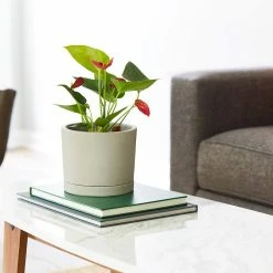 Southern Patio Italio 6.3 in. x 5.2 in. Gray Concrete Indoor Planter -Achla Designs Shop gray southern patio plant pots grc 081517 31 1000