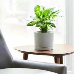 Southern Patio Italio 6.3 in. x 5.2 in. Gray Concrete Indoor Planter -Achla Designs Shop gray southern patio plant pots grc 081517 77 1000