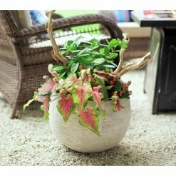 Southern Patio Unearthed Large 16 in. x 11 in. Fiberglass Bowl Planter -Achla Designs Shop gray southern patio plant pots grc 081708 66 1000