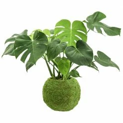 Arcadia Garden Products Kokedama 12 in. x 10-1/2 in. Metal Sphere Moss Ball Planter (2-Pack) -Achla Designs Shop green arcadia garden products plant pots ko04 2 44 1000