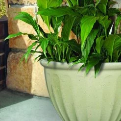 Southern Patio Caylo 10 in. x 7.33 in. Irish Cream Resin Composite Glaze Planter 18 Southern Patio Caylo 10 in. x 7.33 in. Irish Cream Resin Composite Glaze Planter -Achla Designs Shop irish cream southern patio plant pots hdp 021131 33 31 1000
