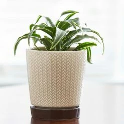 Southern Patio Alice 7.6 in. x 8.7 in. Light Brown Ceramic Indoor Pot (2-Pack) 16 Southern Patio Alice 7.6 in. x 8.7 in. Light Brown Ceramic Indoor Pot (2-Pack) -Achla Designs Shop light brown southern patio plant pots crm 064800a 1d 1000