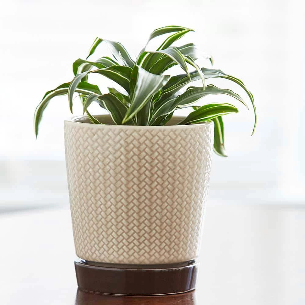 Southern Patio Alice 7.6 in. x 8.7 in. Light Brown Ceramic Indoor Pot (2-Pack) 7 Southern Patio Alice 7.6 in. x 8.7 in. Light Brown Ceramic Indoor Pot (2-Pack) - Image 5