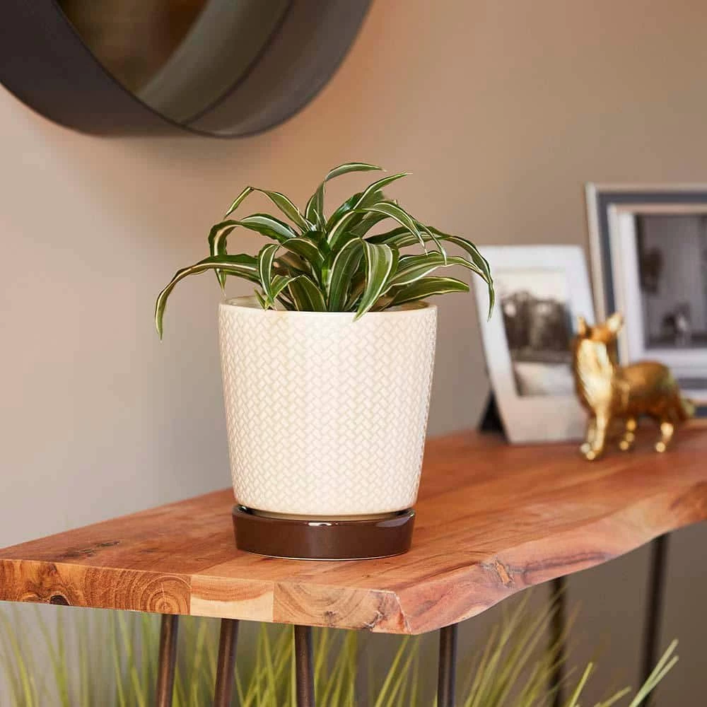 Southern Patio Alice 7.6 in. x 8.7 in. Light Brown Ceramic Indoor Pot (2-Pack) 6 Southern Patio Alice 7.6 in. x 8.7 in. Light Brown Ceramic Indoor Pot (2-Pack) - Image 4