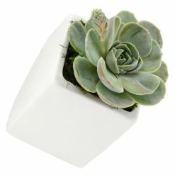 Arcadia Garden Products Cube 3-1/2 in. x 4 in. Matte White Ceramic Wall Planter (3-Piece) 18 Arcadia Garden Products Cube 3-1/2 in. x 4 in. Matte White Ceramic Wall Planter (3-Piece) -Achla Designs Shop matte white arcadia garden products wall planters wp20 76 1000