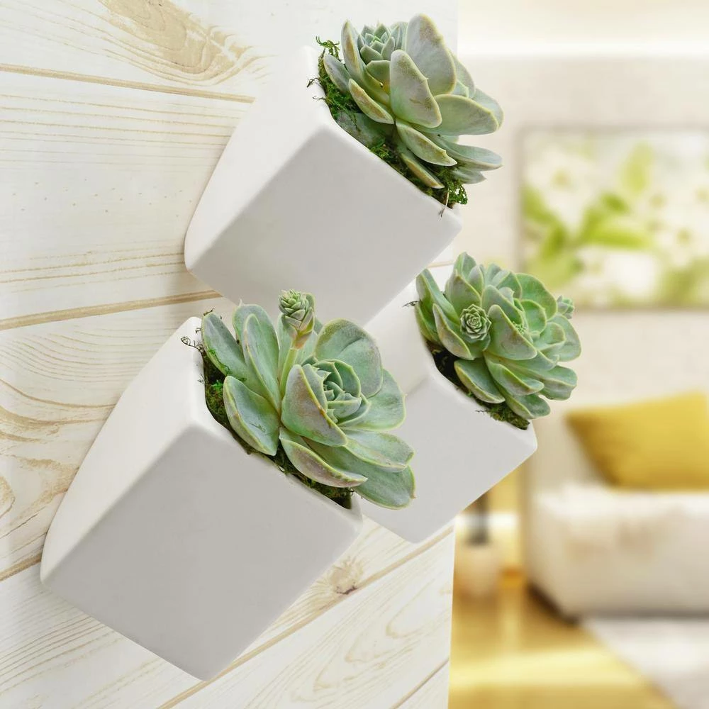 Arcadia Garden Products Cube 3-1/2 in. x 4 in. Matte White Ceramic Wall Planter (3-Piece) 4 Arcadia Garden Products Cube 3-1/2 in. x 4 in. Matte White Ceramic Wall Planter (3-Piece) - Image 2