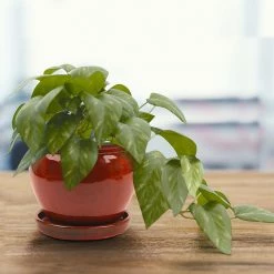 Southern Patio Wisteria 7.87 in. x 7.09 in. Oxblood Ceramic Indoor Planter Pot (2-Pack) -Achla Designs Shop oxblood southern patio plant pots crm 031055p2 76 1000