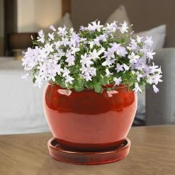 Southern Patio Wisteria 7.87 in. x 7.09 in. Oxblood Ceramic Indoor Planter Pot (2-Pack) -Achla Designs Shop oxblood southern patio plant pots crm 031055p2 c3 1000