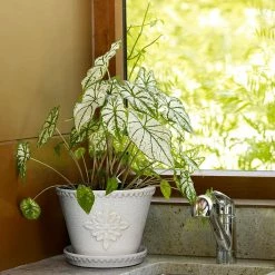 Southern Patio Lorna 8 in. x 6 in. Pearl White Ceramic Pot (2-Pack) -Achla Designs Shop pearl white southern patio plant pots crm 030928p2 1d 1000