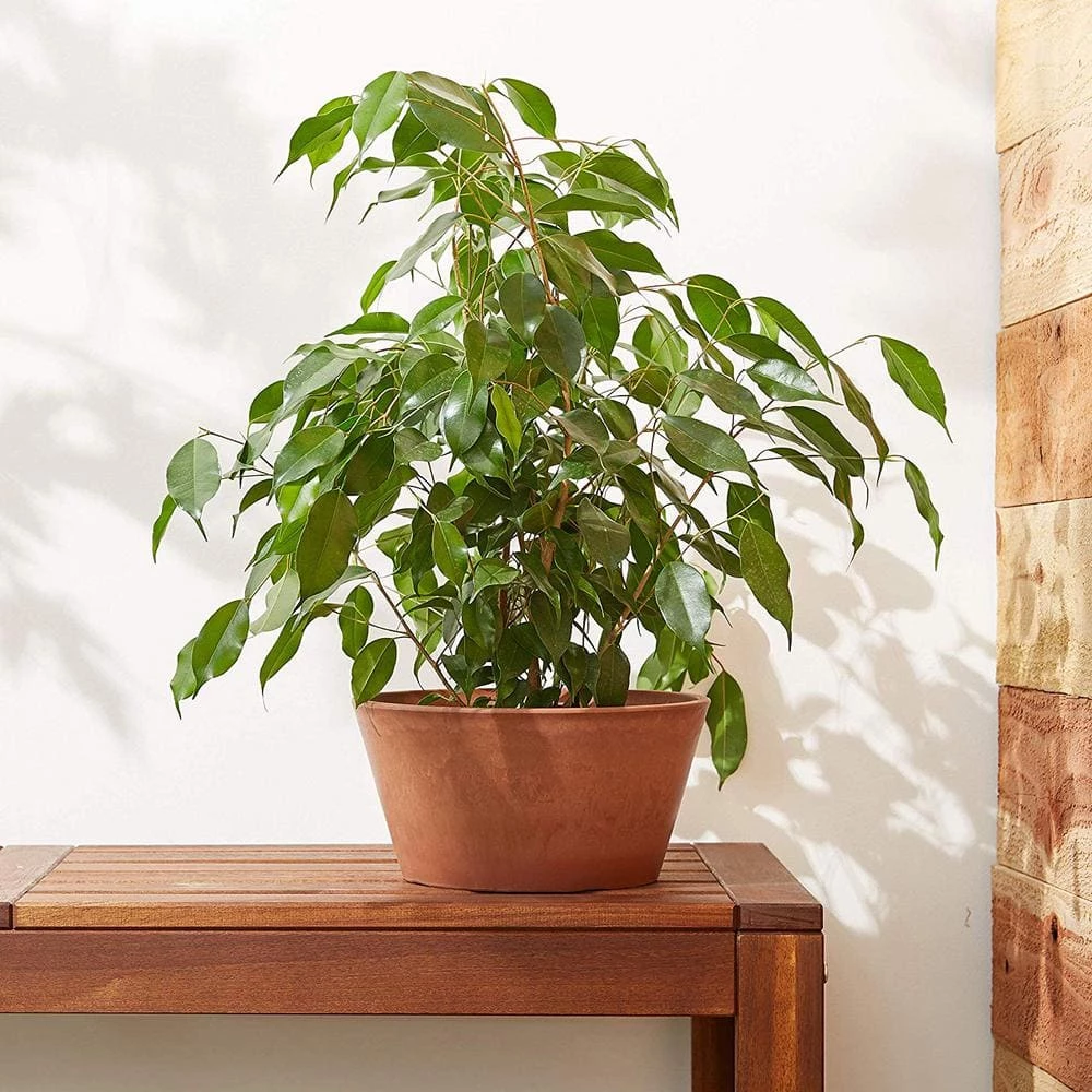 Arcadia Garden Products Sleek 10 in. x 5 in. Terra Cotta PSW Bulb Pan Pot 4 Arcadia Garden Products Sleek 10 in. x 5 in. Terra Cotta PSW Bulb Pan Pot - Image 2