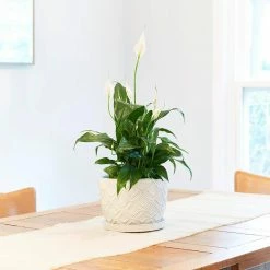 Southern Patio Wanda 8.3 in. x 6 in. White Ceramic Indoor Pot -Achla Designs Shop white southern patio plant pots crm 081555 77 1000