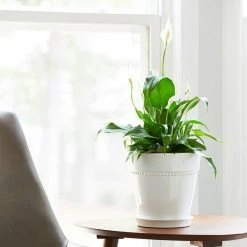 Southern Patio Beaded 8 in. x 8 in. White Ceramic Indoor Pot 17 Southern Patio Beaded 8 in. x 8 in. White Ceramic Indoor Pot -Achla Designs Shop white southern patio plant pots crm 081586 1d 1000