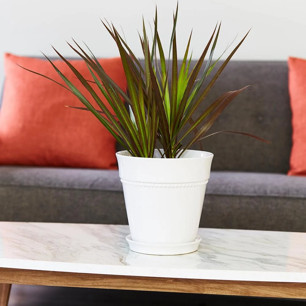 Southern Patio Beaded 8 in. x 8 in. White Ceramic Indoor Pot 8 Southern Patio Beaded 8 in. x 8 in. White Ceramic Indoor Pot - Image 6