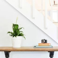 Southern Patio Beaded 8 in. x 8 in. White Ceramic Indoor Pot 16 Southern Patio Beaded 8 in. x 8 in. White Ceramic Indoor Pot -Achla Designs Shop white southern patio plant pots crm 081586 a0 1000