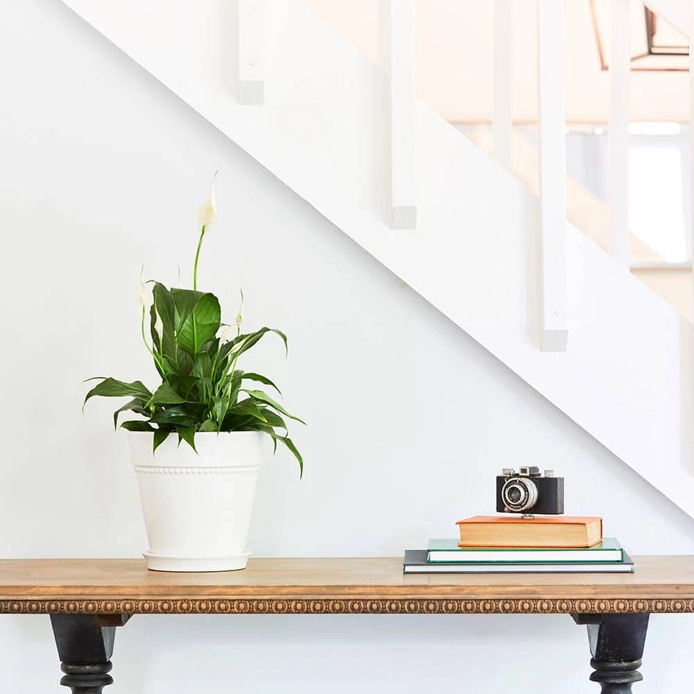 Southern Patio Beaded 8 in. x 8 in. White Ceramic Indoor Pot 6 Southern Patio Beaded 8 in. x 8 in. White Ceramic Indoor Pot - Image 4